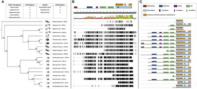 DNA Methylation and Demethylation Are Regulated by Functional DNA Methyltransferases and DnTET Enzymes in Diuraphis noxia